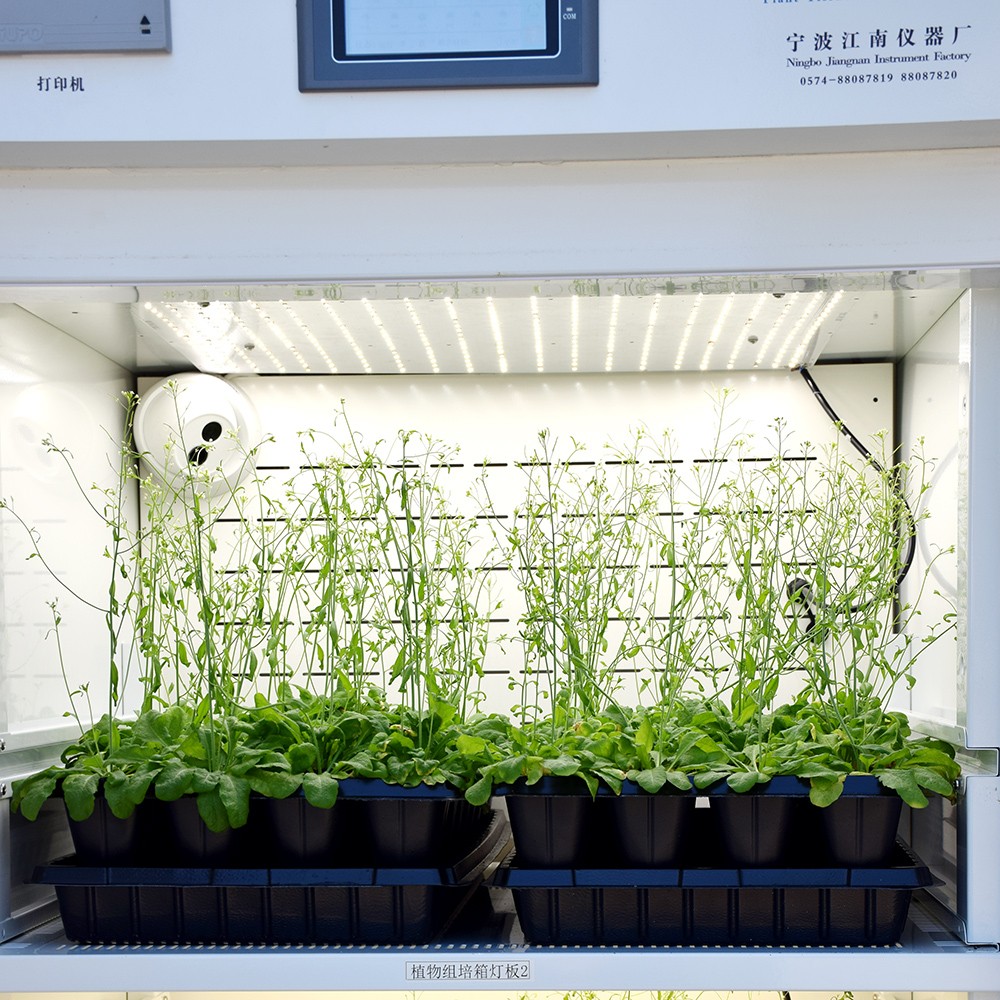 寧波江南儀器廠_人工氣候培養(yǎng)箱,光照培養(yǎng)箱,植物生長培養(yǎng)類箱體