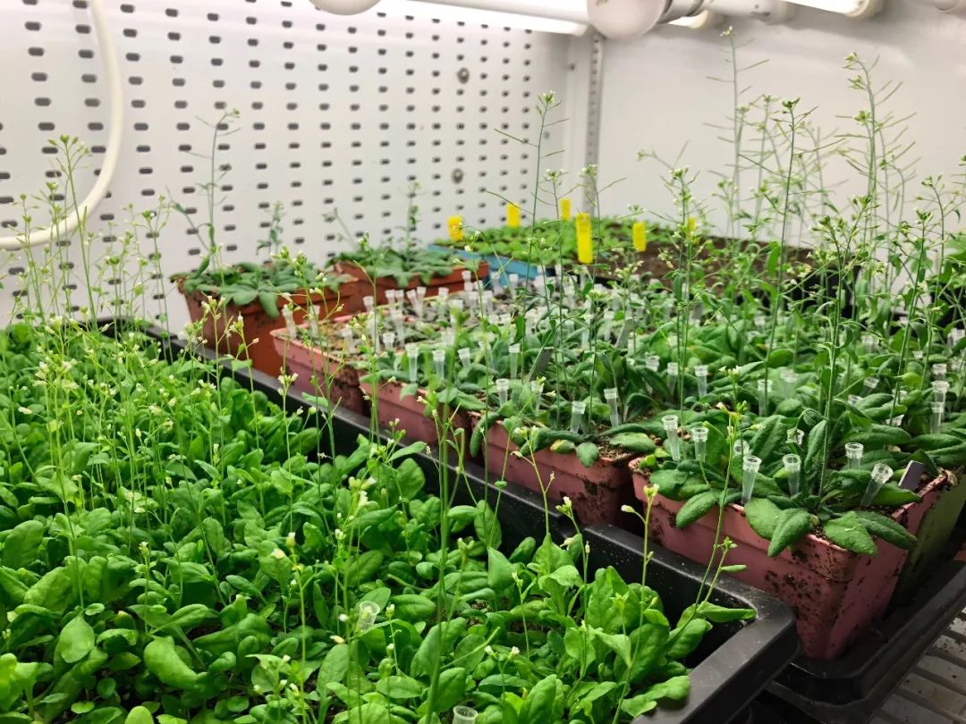 寧波江南儀器廠_人工氣候培養(yǎng)箱,光照培養(yǎng)箱,植物生長培養(yǎng)類箱體